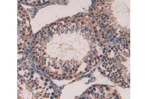 #VALUE! (PTTG1 antibody  (AA 2-199))