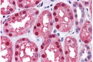 Human Kidney: Formalin-Fixed, Paraffin-Embedded (FFPE) (BMP7 antibody  (AA 165-214))