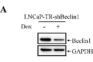 Western Blotting (WB) image for anti-Glyceraldehyde-3-Phosphate Dehydrogenase (GAPDH) antibody (ABIN2857072)