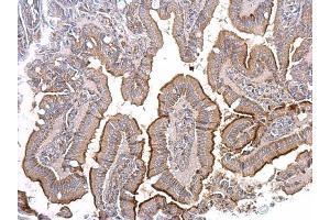 IHC-P Image ACE2 antibody [N1N2], N-term detects ACE2 protein at secreted on mouse intestine by immunohistochemical analysis. (ACE2 antibody  (N-Term))