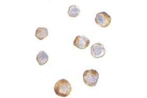 Immunocytochemistry of TRIM25 in HeLa cells with this product at 5 μg/ml. (TRIM25 antibody  (N-Term))