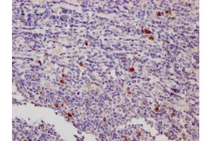 IHC image of ABIN7158617 diluted at 1:500 and staining in paraffin-embedded human tonsil tissue performed on a Leica BondTM system. (LAG3 antibody  (AA 29-450))