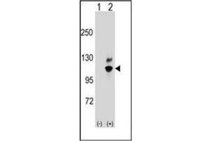 Western blot analysis of GNL2 (arrow) using GNL2 / NGP1 Antibody (N-term) Cat. (GNL2 antibody  (N-Term))