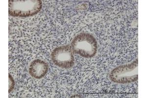Image no. 4 for anti-RNA Binding Motif Protein 39 (RBM39) (AA 423-473) antibody (ABIN599086) (RBM39 antibody  (AA 423-473))