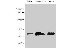 Western Blot Positive WB detected in: BCL2 antibody at 1:1000 Lane 1: Hela whole cell lysate Lane 2: THP-1 whole cell lysate Lane 3: NIH/3T3 whole cell lysate Lane 4: MCF-7 whole cell lysate Secondary Goat polyclonal to Mouse IgG at 1/20000 dilution Predicted band size: 26KDa Observed band size: 26 KDa Exposure time: 5 min (Histone 3 antibody  (AA 2-211))