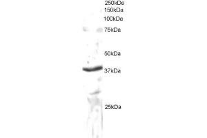 ABIN184559 staining (3µg/ml) of Daudi lysate (RIPA buffer, 35µg total protein per lane). (SEC61A1 antibody  (C-Term))