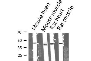 Western blot analysis of extracts from mouse tissue sample, using Actin α 1 Antibody.