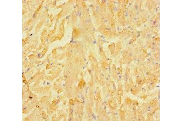 LRRC15 antibody  (AA 301-538)