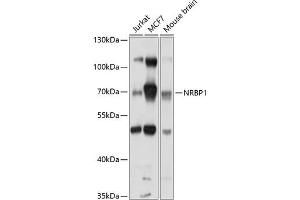 Western blot analysis of extracts of various cell lines, using NRBP1 antibody (ABIN6132425, ABIN6144845, ABIN6144846 and ABIN6214502) at 1:1000 dilution. (NRBP1 antibody  (AA 406-535))