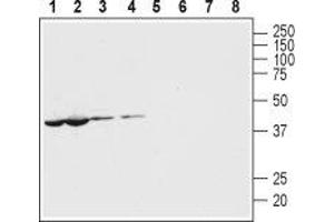 Western blot analysis of mouse (lanes 1 and 5) and rat (lanes 2 and 6) heart lysates and mouse (lanes 3 and 7) and rat (lanes 4 and 8) brain membranes: - 1-4. (PANX1 antibody  (Intracellular, N-Term))