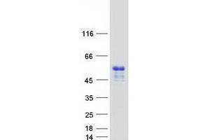 Validation with Western Blot (TRIML1 Protein (Myc-DYKDDDDK Tag))