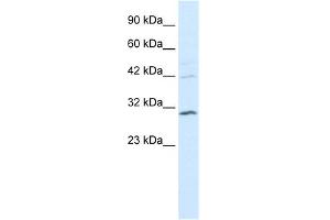 WB Suggested Anti-HOXB5 Antibody Titration: 0. (HOXB5 antibody  (N-Term))