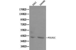 Western Blotting (WB) image for anti-Polymerase (RNA) I Polypeptide C, 30kDa (POLR1C) antibody (ABIN1874180) (POLR1C antibody)