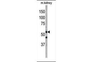 Western blot analysis of anti-G4D Pab 1811b in mouse kidney tissue lysate. (ATG4D antibody  (AA 220-249))