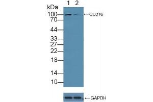 Western Blotting (WB) image for anti-CD276 (CD276) (AA 47-219) antibody (ABIN7432586)
