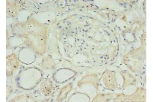 Immunohistochemistry of paraffin-embedded human kidney tissue using ABIN7159152 at dilution of 1:100