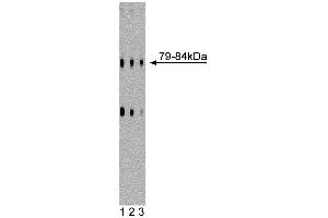 Western blot analysis of DLP1 on a rat cerebrum lysate. (CSRP2 antibody  (AA 601-722))