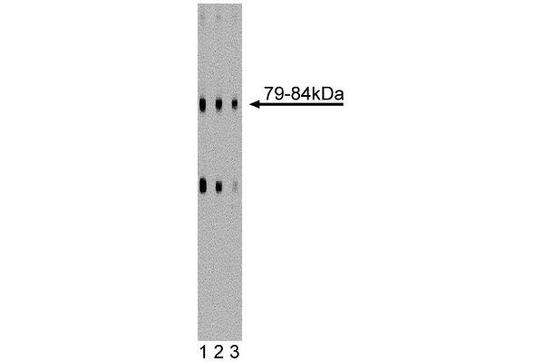 CSRP2 anticorps  (AA 601-722)