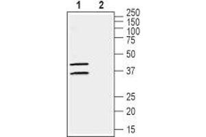 Western blot analysis of human MCF-7 breast adenocarcinoma cell lysate: - 1.