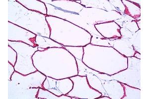 Anti-PTRF antibody IHC of human breast, adipocytes. (PTRF antibody  (AA 1-30))
