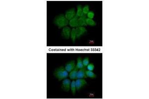 ICC/IF Image Immunofluorescence analysis of paraformaldehyde-fixed A431, using Cytokeratin 2, antibody at 1:200 dilution. (Keratin 2 antibody)