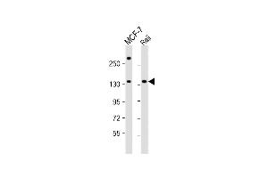 All lanes : Anti-BARON Antibody (Center) at 1:1000 dilution Lane 1: MCF-7 whole cell lysate Lane 2: Raji whole cell lysate Lysates/proteins at 20 μg per lane. (Rubicon antibody  (AA 656-684))
