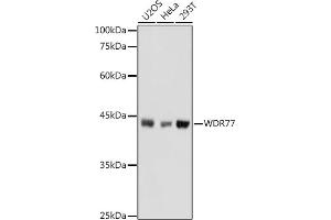 Western blot analysis of extracts of various cell lines, using WDR77 antibody (ABIN6128227, ABIN6150205, ABIN6150206 and ABIN6222948) at 1:1000 dilution.