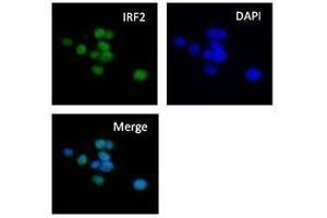 Immunofluorescence (IF) image for anti-Interferon Regulatory Factor 2 (IRF2) antibody (ABIN2665203) (IRF2 antibody)