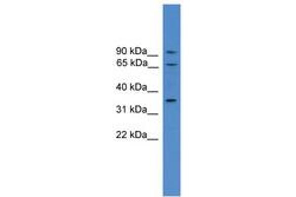 Calicin antibody  (AA 151-200)