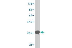 Western Blot detection against Immunogen (33. (ZIC2 antibody  (AA 151-216))