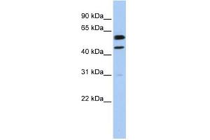 WB Suggested Anti-CCNB1 Antibody Titration:  0. (Cyclin B1 antibody  (C-Term))
