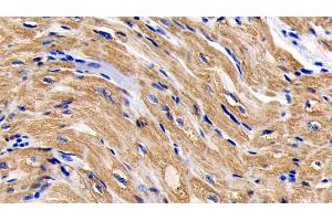 Immunohistochemistry (IHC) image for anti-Cytochrome C, Somatic (CYCS) (AA 5-100) antibody (ABIN7428371)