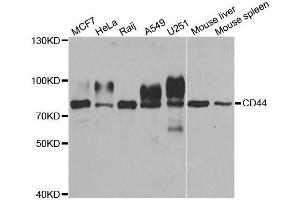 Western blot analysis of extracts of various cell lines, using CD44 antibody. (CD44 antibody  (AA 35-300))