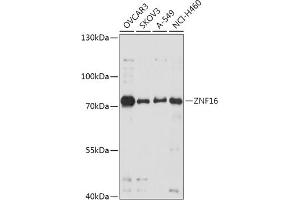 Western blot analysis of extracts of various cell lines, using ZNF16 antibody (ABIN7271459) at 1:1000 dilution. (ZNF16 antibody  (AA 1-210))