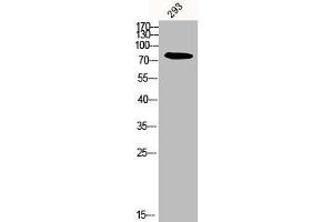 Western Blot analysis of 293 cells using Calpain 12 Polyclonal Antibody (CAPN12 antibody  (Internal Region))