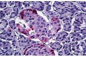 Human Pancreas: Formalin-Fixed, Paraffin-Embedded (FFPE) (PPY antibody  (AA 61-73))