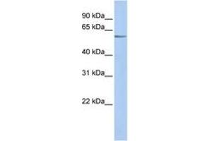 Image no. 1 for anti-Potassium Channel, Subfamily K, Member 10 (KCNK10) (AA 108-157) antibody (ABIN6742572) (KCNK10 antibody  (AA 108-157))