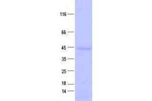 Validation with Western Blot (FAM54A Protein (His tag))