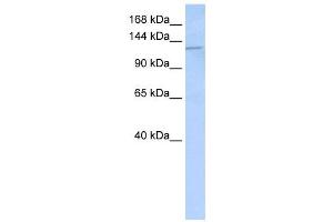 Western Blotting (WB) image for anti-Desmoglein 2 (DSG2) antibody (ABIN2458922) (Desmoglein 2 antibody)