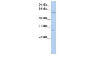 Image no. 1 for anti-Neuropilin (NRP) and Tolloid (TLL)-Like 2 (NETO2) (AA 36-85) antibody (ABIN6738349) (NETO2 antibody  (AA 36-85))