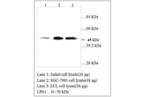 Image no. 1 for anti-Lysophosphatidic Acid Receptor 1 (LPAR1) (AA 342-359) antibody (ABIN791314) (LPAR1 antibody  (AA 342-359))