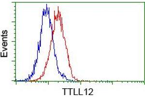 Image no. 4 for anti-Tubulin tyrosine Ligase-Like Family, Member 12 (TTLL12) antibody (ABIN1499033) (TTLL12 antibody)