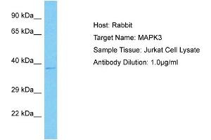 Host: Rabbit Target Name: MAPK3 Sample Type: Jurkat Whole Cell lysates Antibody Dilution: 1. (ERK1 antibody  (N-Term))