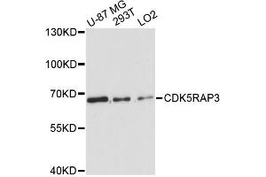Western blot analysis of extracts of various cell lines, using CDK5RAP3 antibody (ABIN6290183) at 1:3000 dilution. (CDK5RAP3 antibody)