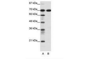 Image no. 1 for anti-RRN3 RNA Polymerase I Transcription Factor (RRN3) (C-Term) antibody (ABIN6736091) (RRN3 antibody  (C-Term))