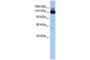 Symplekin antibody used at 1 ug/ml to detect target protein. (Symplekin antibody  (Middle Region))