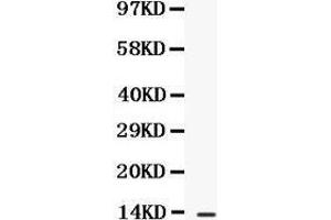 Observed bind size: 13KD (CXCL13 antibody  (AA 23-109))