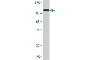 Western Blotting (WB) image for anti-Dihydropyrimidinase-Like 5 (DPYSL5) (AA 1-564) antibody (ABIN527992)