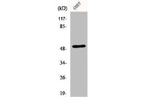 Western Blot analysis of COS7 cells using ETAR Polyclonal Antibody (Endothelin-1 Receptor antibody  (C-Term))