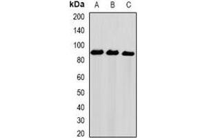 Western blot analysis of NIRF expression in Hela (A), PC3 (B), THP1 (C) whole cell lysates. (UHRF2 antibody)